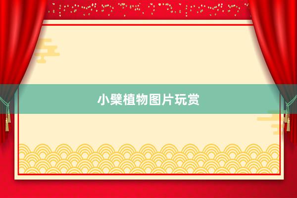 小檗植物图片玩赏